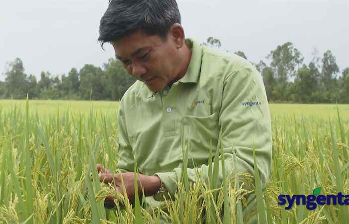 Syngenta và tôi: Reflect Xtra giải quyết nỗi lo của người trồng lúa trong giai đoạn nuôi Đòng (12-07-2022)